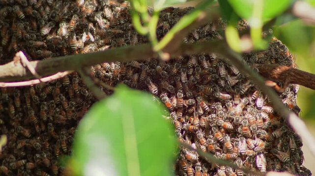 Close Up Texture of Moving Wild Bees Covering Natural Surface