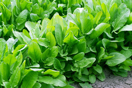 Lush juicy bushes of green sorrel in the garden. Growing natural sorrel in the garden.