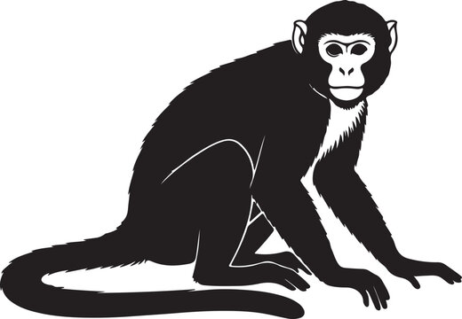 Linear monkey outline set: different poses of monkeys