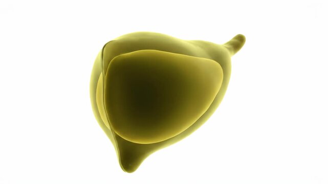 3D Animation of a Rotating Human Gallbladder Model
