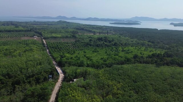 Drone shot of organized rubber tree plantations on Koh Jum Thailand with straight paved road dividing agricultural land and tropical forest near island coastline showing land use in Southeast Asia