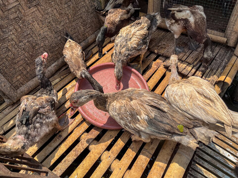 Village ducks gathered around feeding area on simple bamboo coop above pond in Bogor, showcasing traditional rural farming and small-scale livestock management in Indonesian countryside.