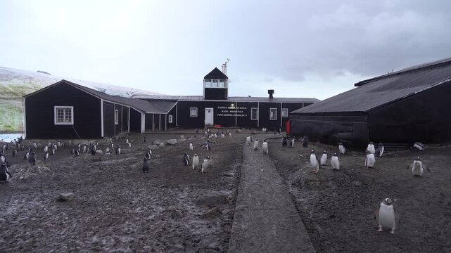 Static shot of a Gentoo penguin colony thriving outside the dark wooden buildings of the Gabriel Gonz&aacute;lez Videla Research Base, featuring staff quarters and an observation tower in Antarctica