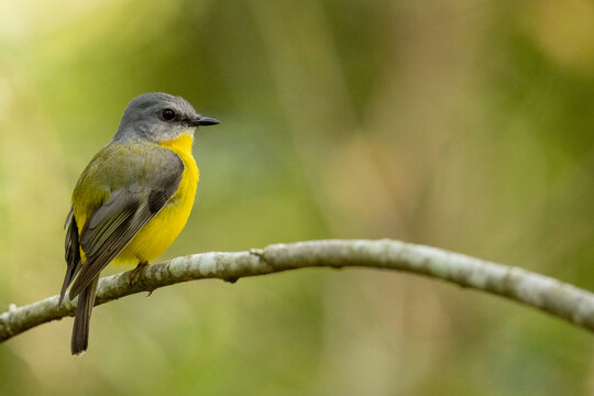 Eastern yellow robin perched peacefully on a branch in a forest