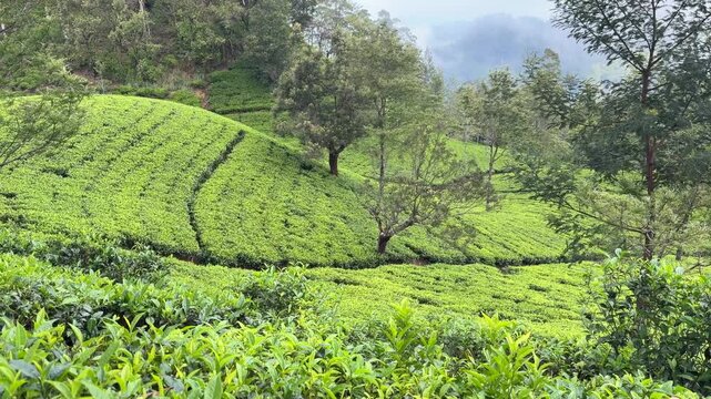 Lipton&rsquo;s Seat Haputale Sri Lanka tea plantations green fields hill country landscape