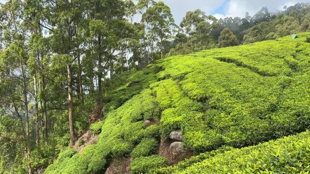 Lipton&rsquo;s Seat Haputale Sri Lanka tea plantations green fields hill country landscape