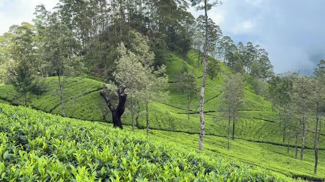 Lipton&rsquo;s Seat Haputale Sri Lanka tea plantations green fields hill country landscape