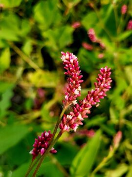 Flower of Persicaria lapathifolia, the plant common name:Oriental pepper, Curlytop knotweed,smartweed,Persicaria