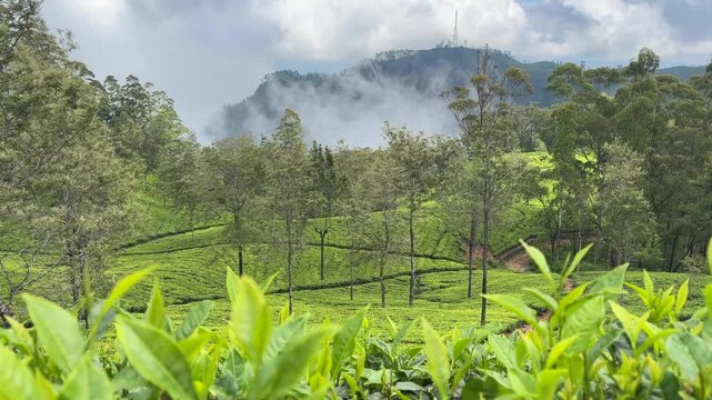 Lipton&rsquo;s Seat Haputale Sri Lanka tea plantations green fields hill country landscape