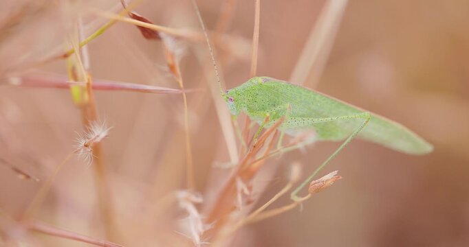 Green Katydid perched on a dry winter grass; sharp macro eyes and exoskeleton look at forest contrast.