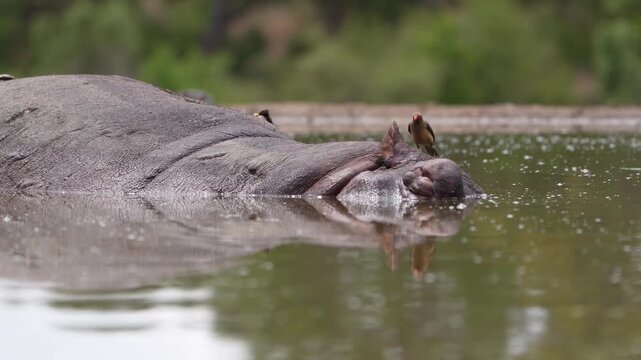 Medium closeup of a red-billed oxpecker walking on the back of a sleeping hippo lying in the water. Filmed from a low angle from a photographic hide, Greater Kruger.