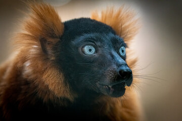 Blue eyed black lemur up close with great view of blue eyes.   © Khaleel