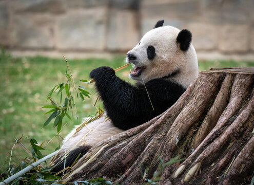 Giant panda eating bamboo leaning on a tree trunk and overall showing very chill vibe