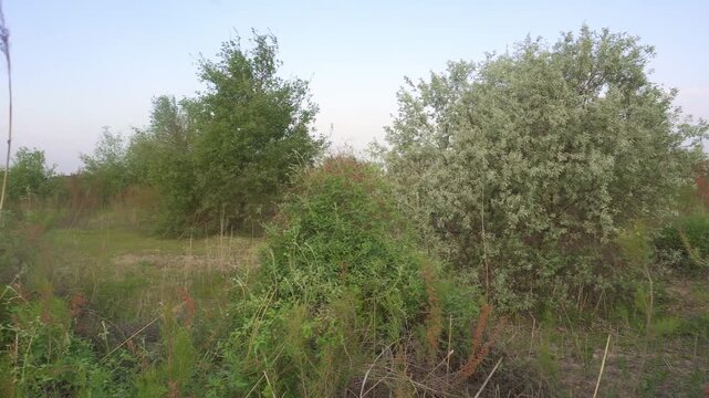 Tugai forest landscape with Tamarix shrubs and Russian olive trees, Kyzylorda, Kazakhstan.