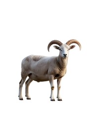 Obraz premium Ram with curved horns on white background domestic animal farm animal bighorn sheep cut out