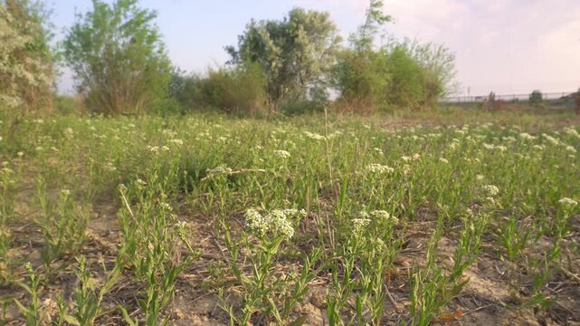 White yarrow flowers swaying in the wind in the wild tugai forest, Kyzylorda region, Kazakhstan.