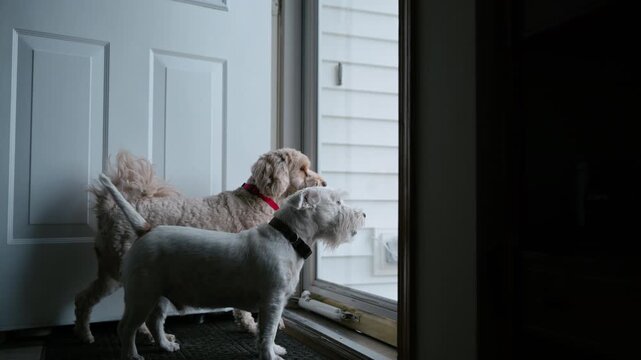Goldendoodle and jack russel dogs pets barking and waiting behind the glass door and looking outside the house.