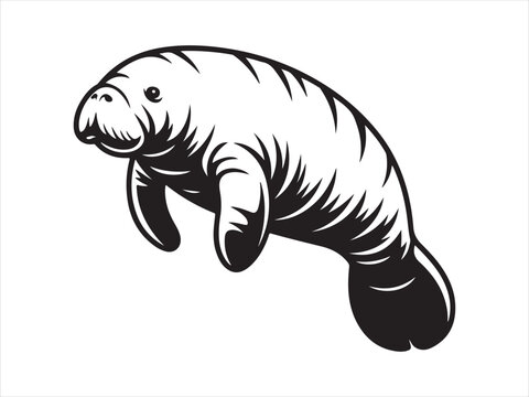 Manatee Silhouette Vector art Graphics, Manatee sketch flat vector illustration isolated clipart design
