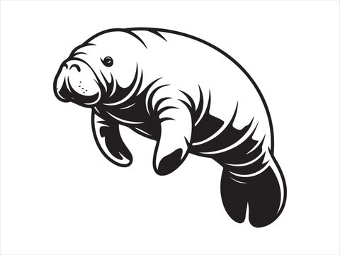 Manatee Silhouette Vector art Graphics, Manatee sketch flat vector illustration isolated clipart design
