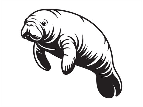 Manatee Silhouette Vector art Graphics, Manatee sketch flat vector illustration isolated clipart design
