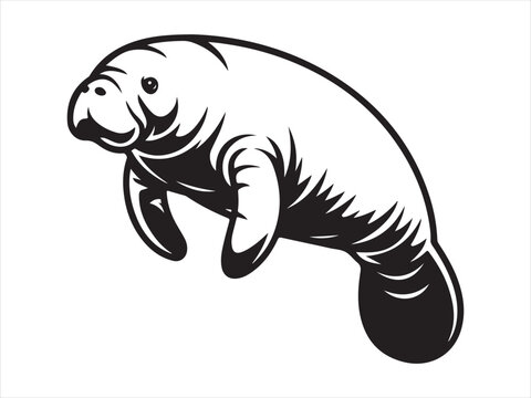 Manatee Silhouette Vector art Graphics, Manatee sketch flat vector illustration isolated clipart design
