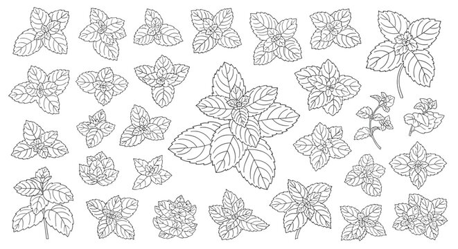 Detailed botanical line drawings of various mint leaves and herb sprigs presented in a neat grid arrangement on a clean white background.
