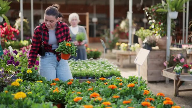 Young female customer near display case with calendula carefully selects pot with young seedlings. High quality 4k footage