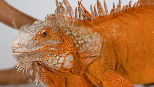Close Up Profile of a Vibrant Orange Iguana Resting on a Branch