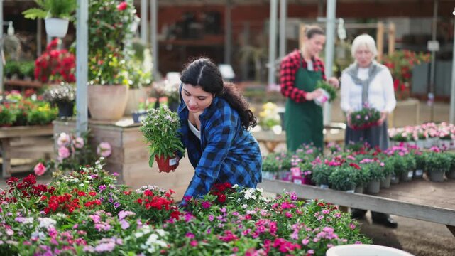 In flower shop, girl customer chooses dianthus chinensis plant to decorate room, balcony, terrace. High quality 4k footage