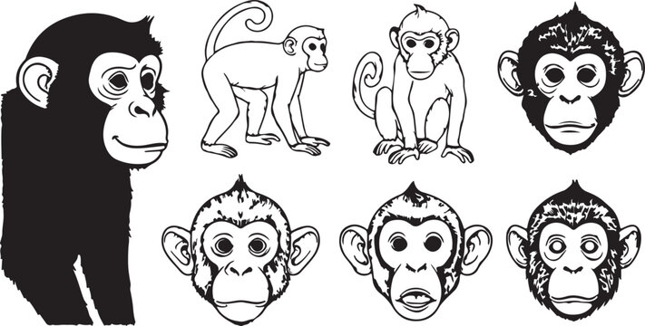 Hand drawn sketch of wild monkey with long tail walking on ground black and white vector animal illustration