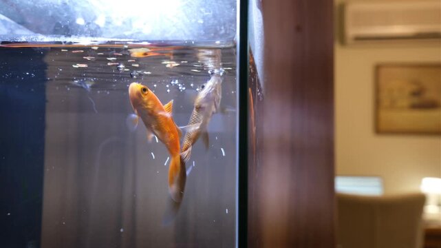 Three goldfish swimming and feeding inside a home aquarium tank, soft bokeh of  living room furnishings glows in  background.&nbsp;A cosy, intimate domestic atmosphere&nbsp;in warm ambient indoor lighting