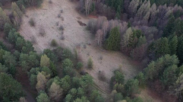 Las widok na wiosnę z powietrza