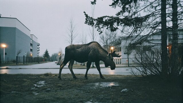 The moose (Alces alces) visit urban areas looking for food at night, Halloween in Anchorage, Alaska
