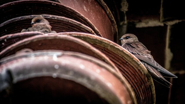 Vaux's swifts (Chaetura vauxi) rest inside a towering chimney stack right in the middle of Portland, USA.
