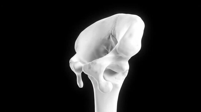 3D Visualization of Human Femur Bone Structure with Detailed Patterns