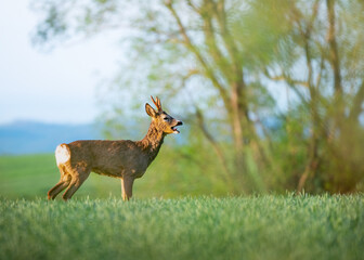 Naklejka premium Lonely deer warning others while looking at the photographer, its mouth is open from the scream