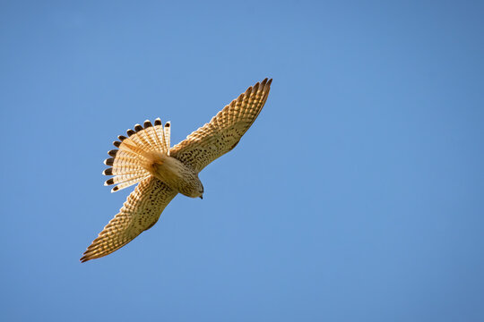 Common kestrel , Falco tinnunculus, in flight. Flying with spread wings, close up