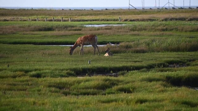 湿地で草をはむ野生の鹿　春国岱　日本