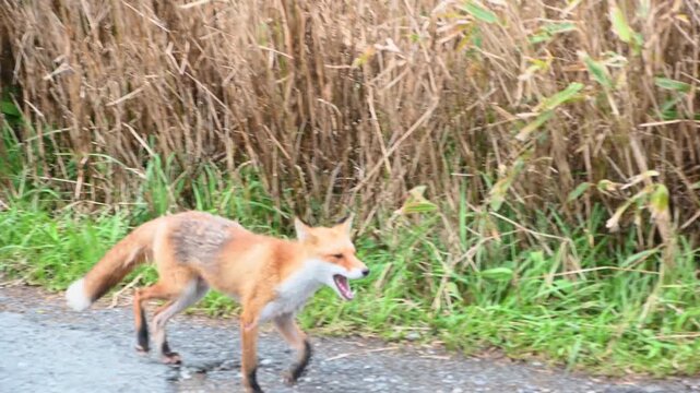 丘陵地帯に住む野生のキタキツネ　北海道　日本