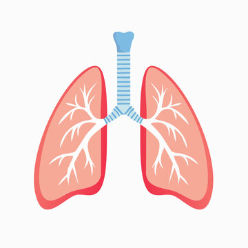 Illustration of Human Lungs and Trachea