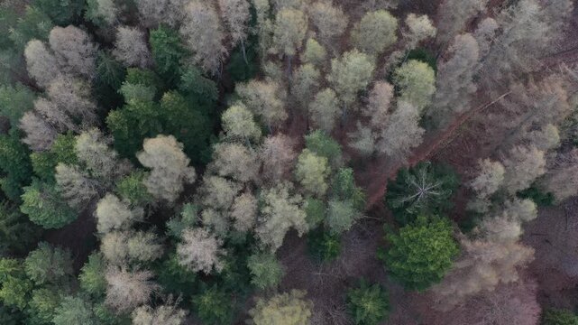Las widok na wiosnę z powietrza