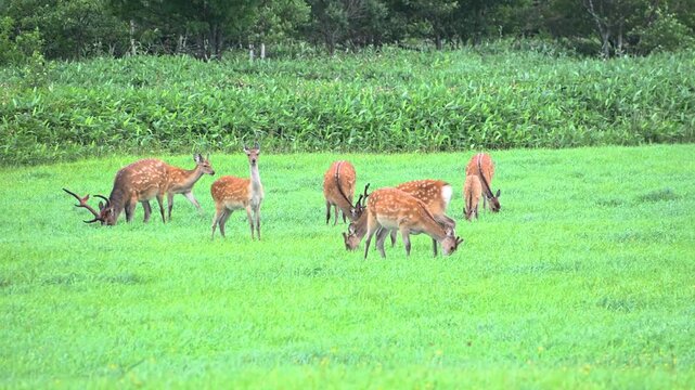 雄鹿と雌鹿の群れが視線を向けてくる動画　日本