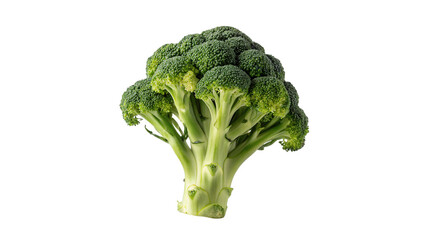 Broccoli stands on a white surface with bright green florets and thick stems, ready to be prepared as a healthy meal ingredient on a transparent background © PNG_MEGAStock