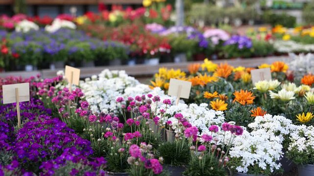 Rows of perennial garden flowers growing in greenhouse farm. High quality 4k footage