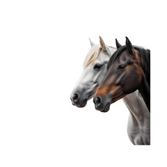 Obraz premium portrait of a horse
