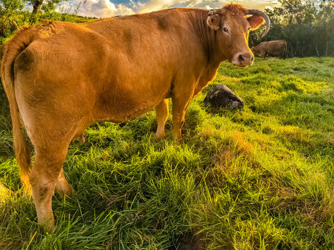 Vache limousine r&eacute;unionnaise 