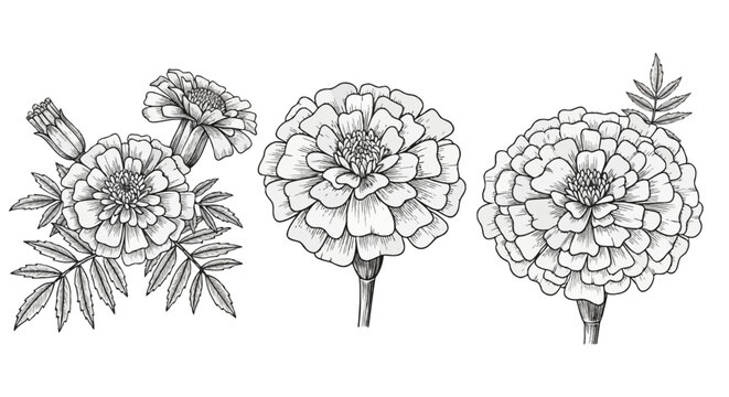 Detailed botanical line art illustrations of marigold flowers including stems and serrated leaves. Three hand-drawn monochrome tagetes floral elements on a plain white background.