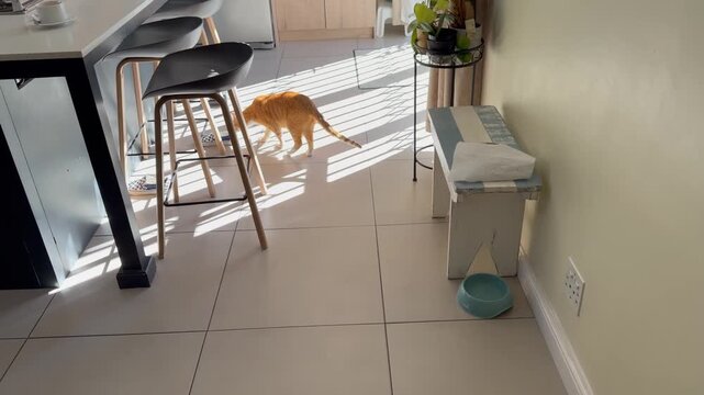 A ginger cat in a suburban home.