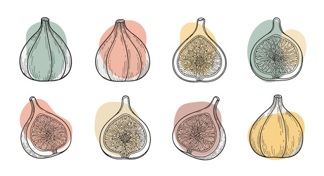 Set of eight hand-drawn fig illustrations featuring whole fruits and cross-sections in a detailed line art engraving style with pastel organic background shapes on white.