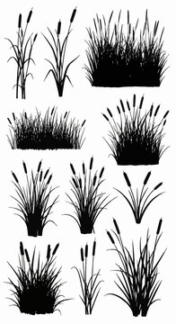 Collection of black silhouettes of cattail plants and marsh reeds. Various clusters and clumps of Typha latifolia with long stems and seed heads isolated on a plain white background.